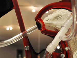 Le poulet sans cortex cérébral. Bientôt dans vos assiette avec le TAFTA. Photo André Ford